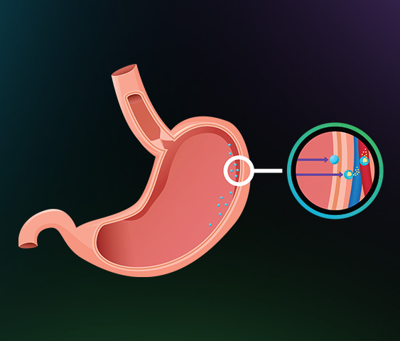 diagram of cannabis capsules inside of a stomach