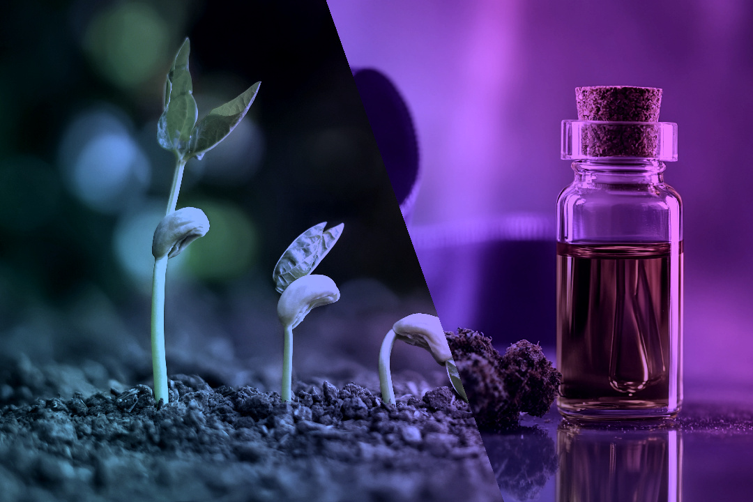 Featured image for “From Seed to Salve: The Journey of Our Ethanol-Extracted Cannabis Products”